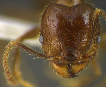 Media type: image;   Entomology 34339 Aspect: head frontal view
